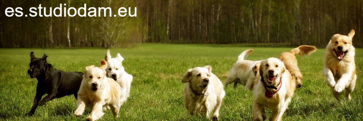 es.studiodam.eu